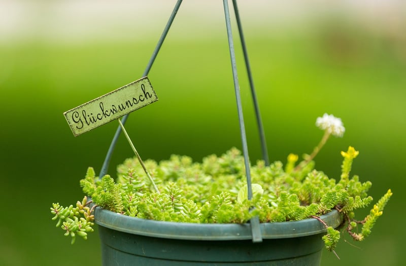 Hanging Pot Racks