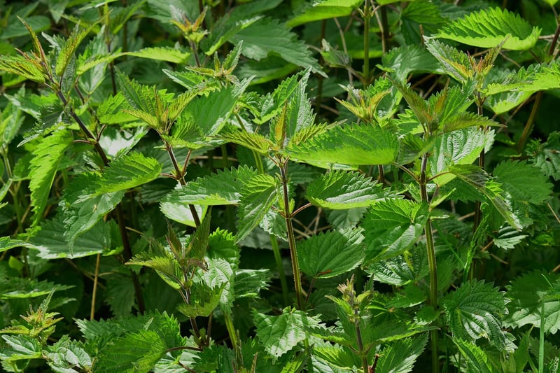 Vertical Herb Pyramid